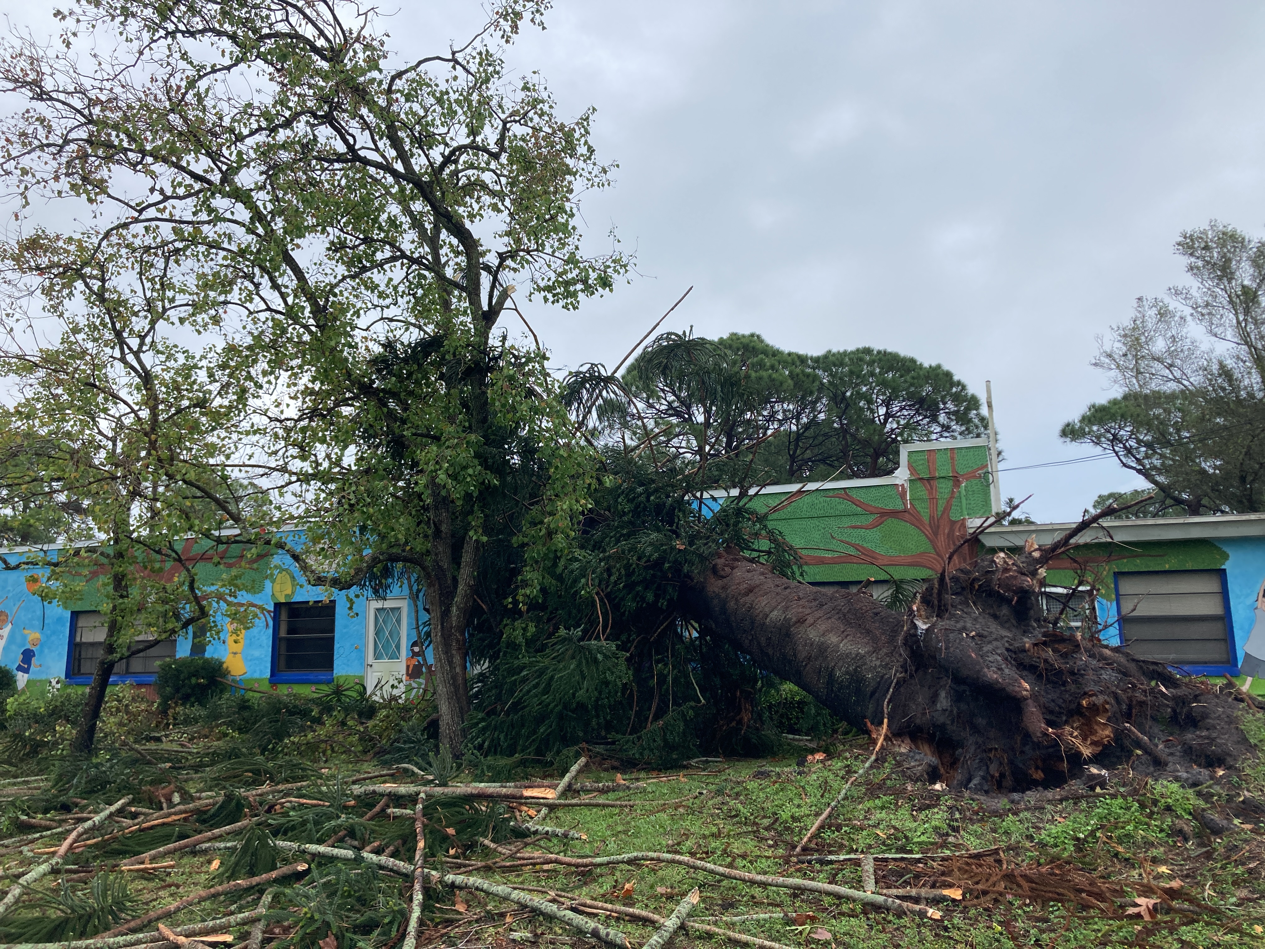 Picture of tree on Day Care Center