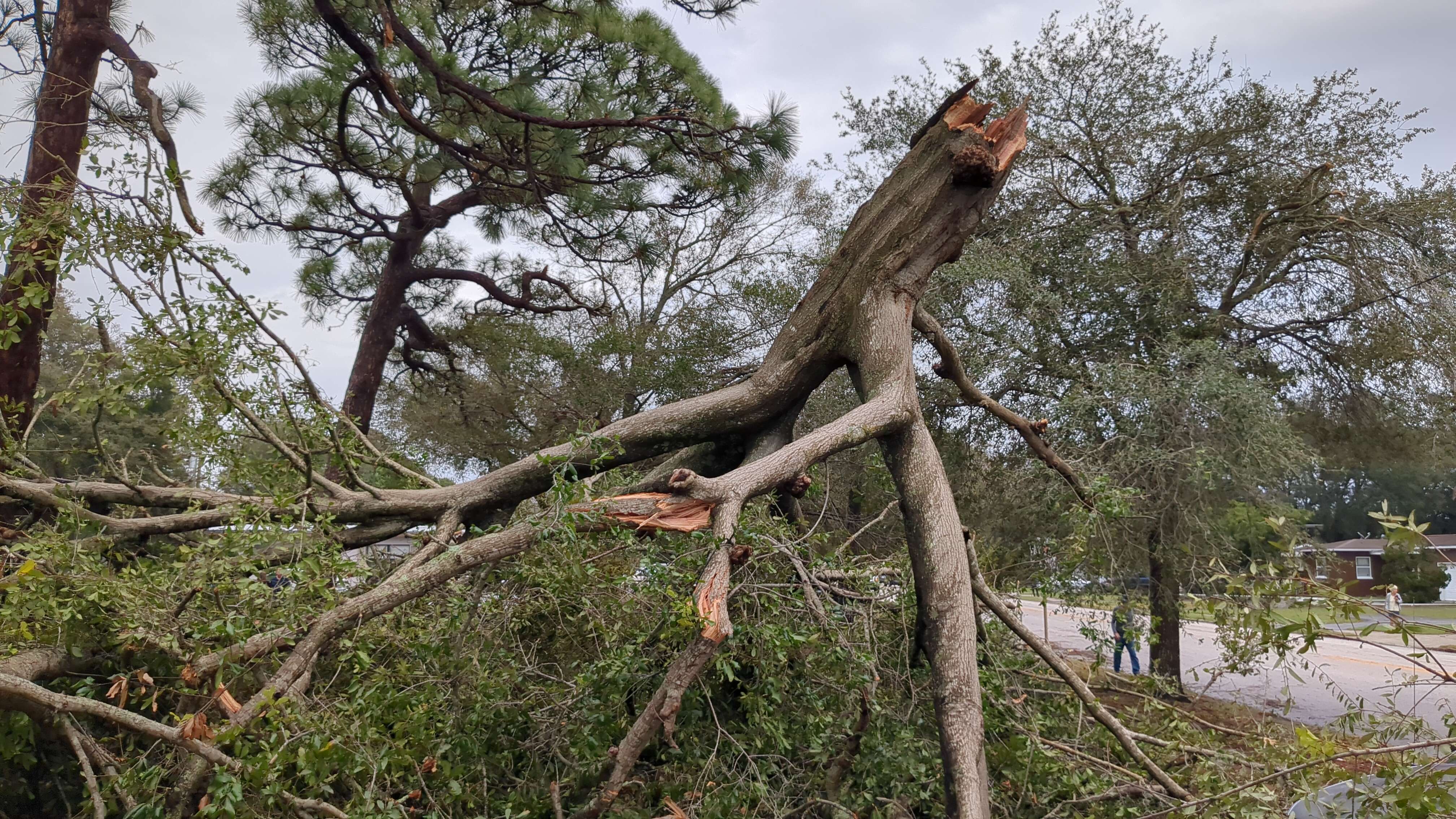Picture of snapped tree