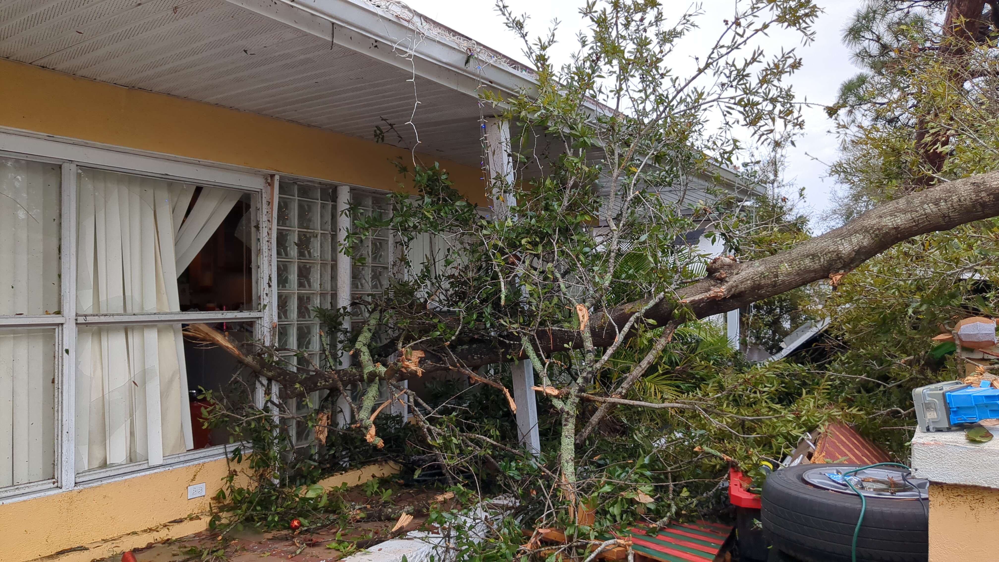 Picture of tree in home