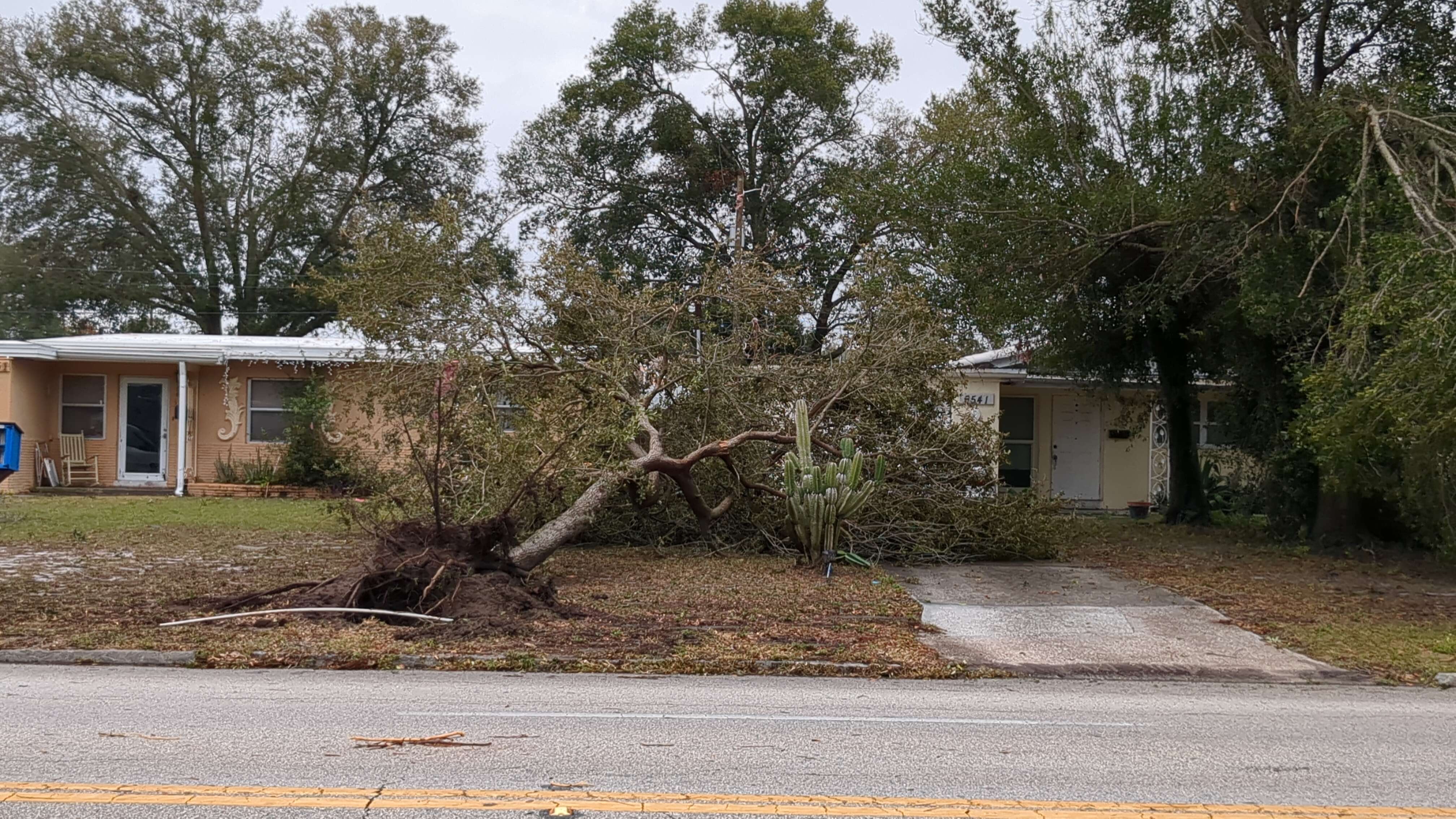 Picture of tree on house