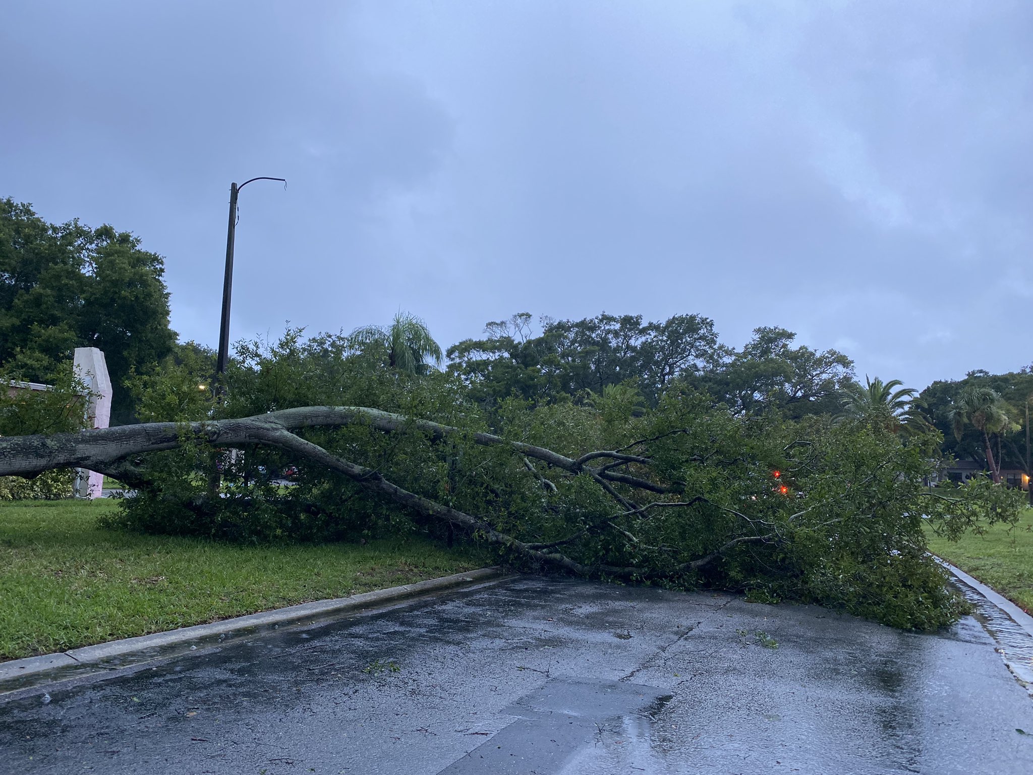 Tree down across road in Clearwater