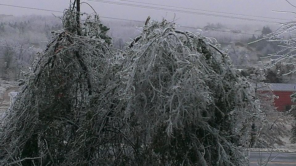 Junction City ice on trees
