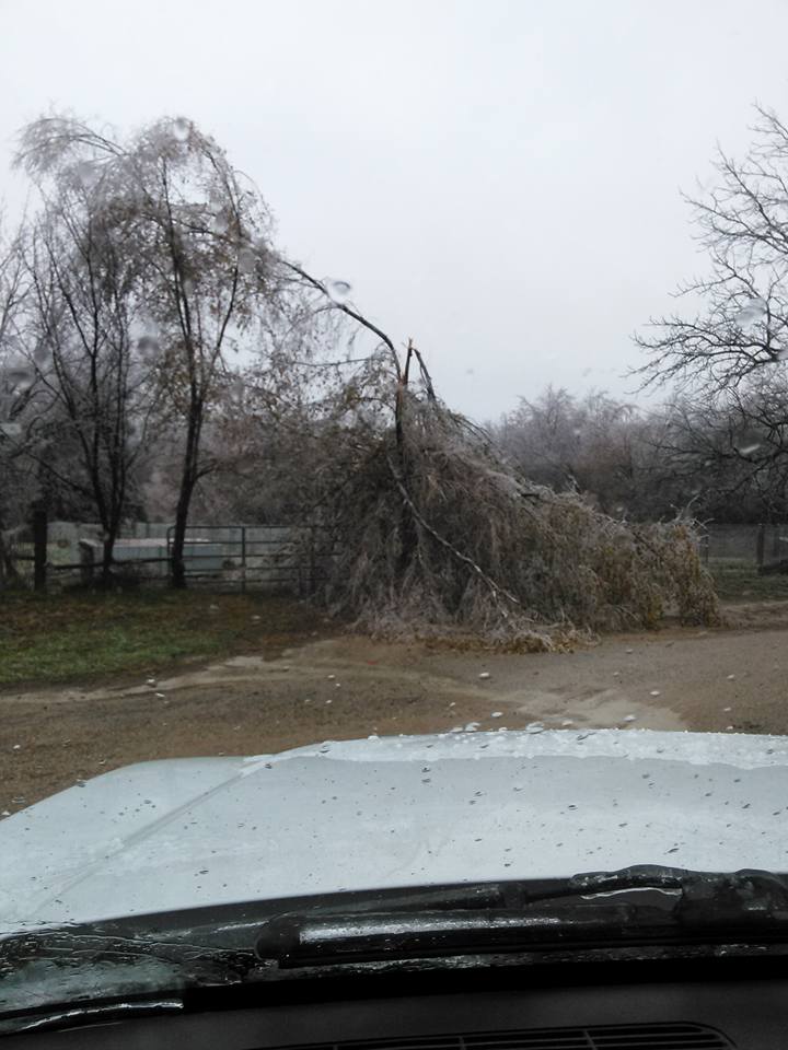 Burlingame, KS ice on trees