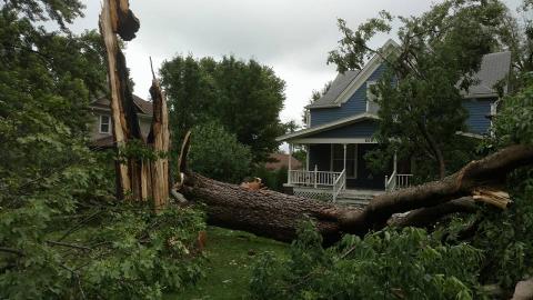 Tree Damage, Mayetta