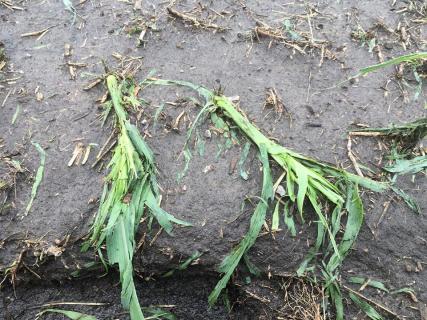Crop Damage