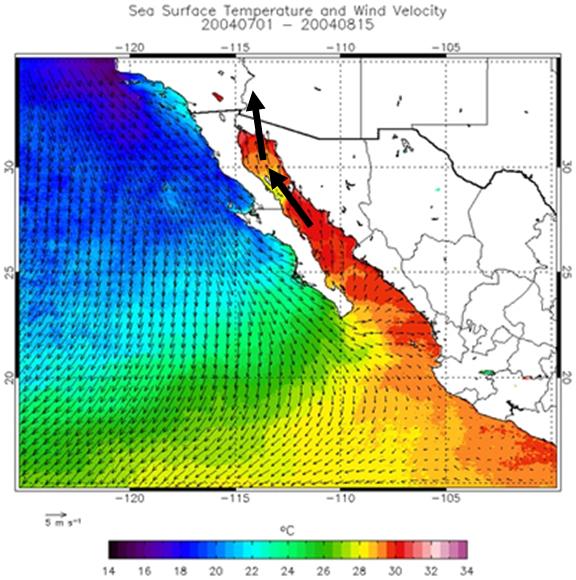 Figure 7: Cooler sea surface temperatures off the Baja coast is a favorable condition for moisture transport from the Gulf of California into Arizona and California. From Johnson, et al. (2007).