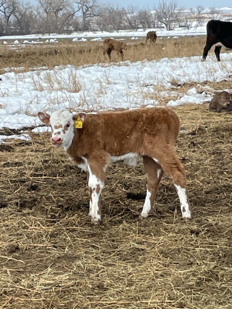 A newborn spring calf