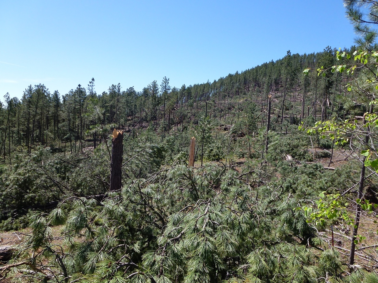 Trees down a few miles north of Silver City
