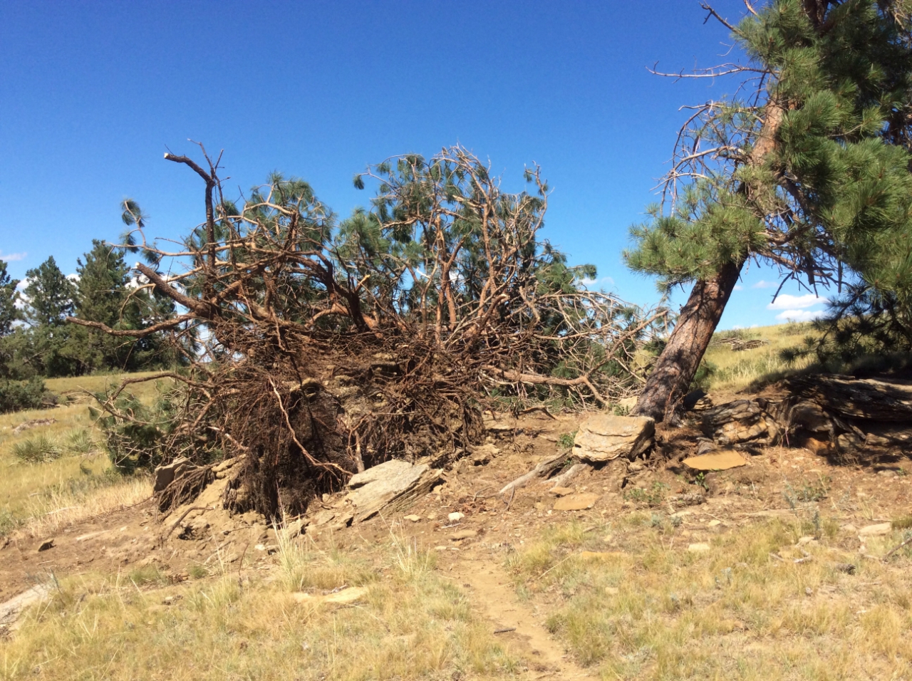 Trees topped near Corral Road