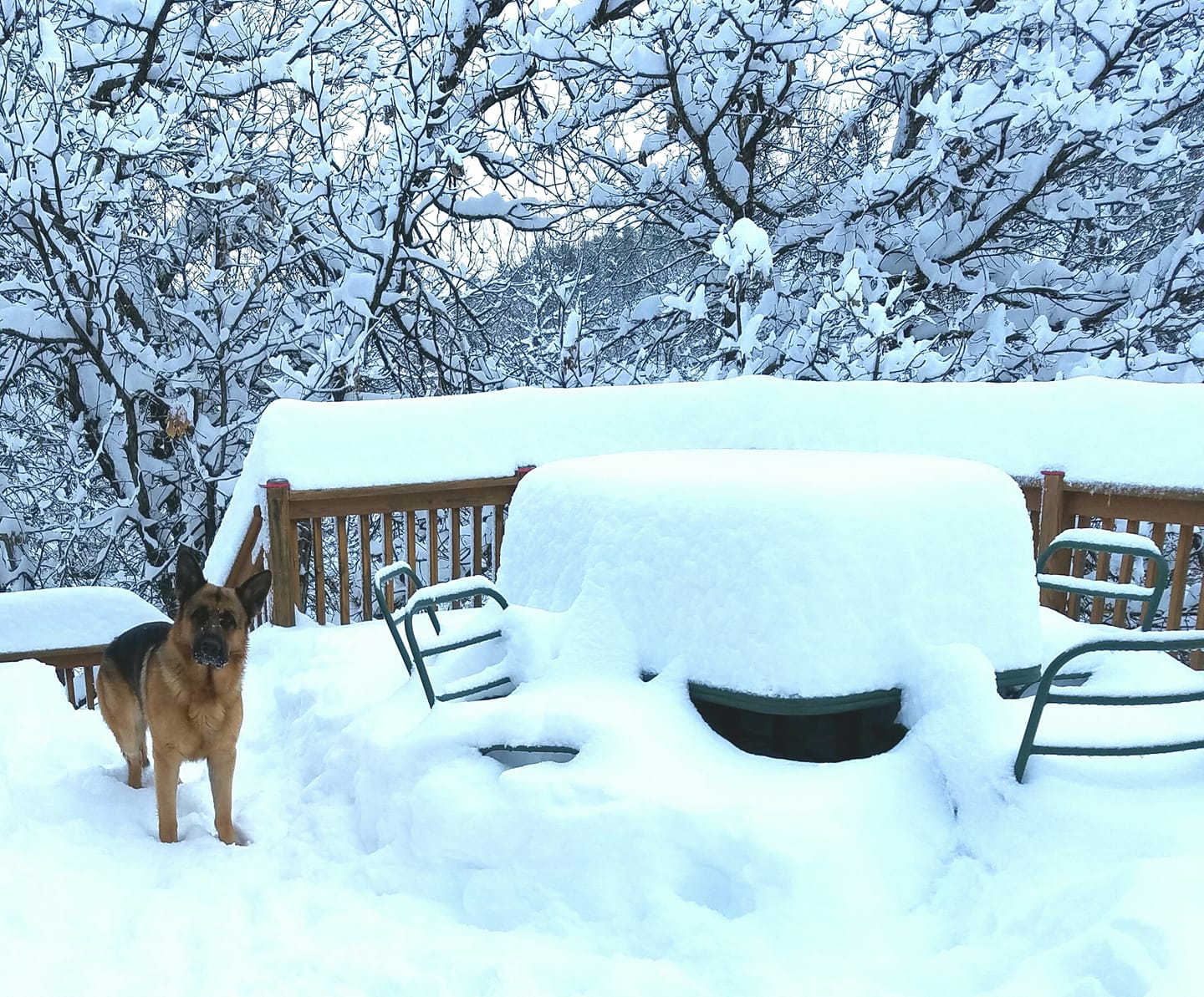 A dog plays in deep snow near Whitewood, South Dakota.