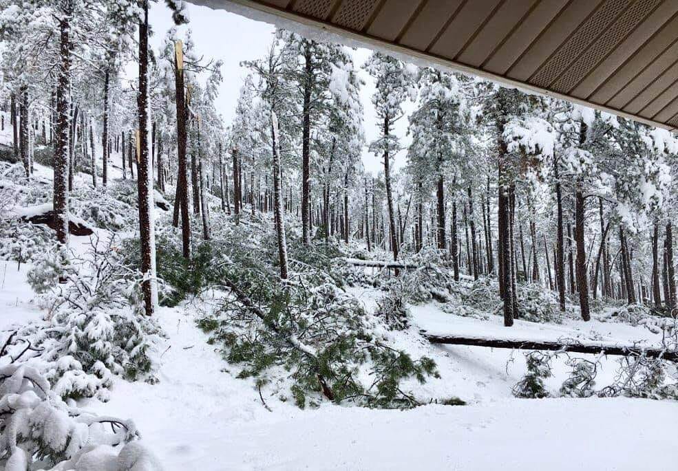 Downed trees near Johnson Siding