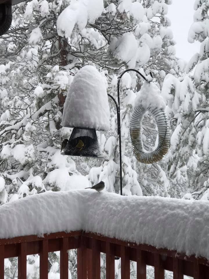 Spearfish birdhouse