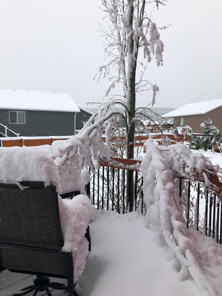 Snow-laden trees in Summerset