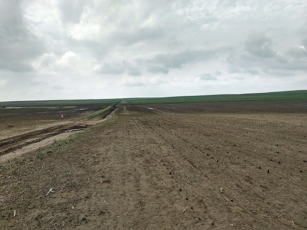 Tornado-Scoured Corn Field