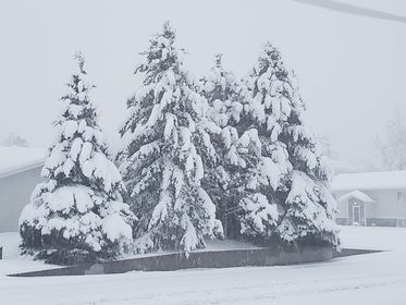 Snow-laden pine trees in Spearfish
