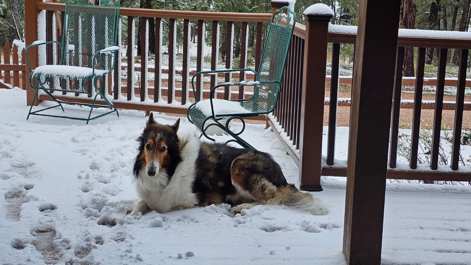 Dog laying on a snow-covered deck
