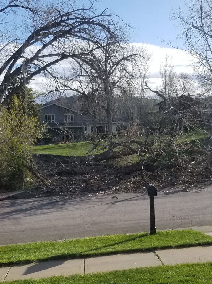 Trees downed by strong winds