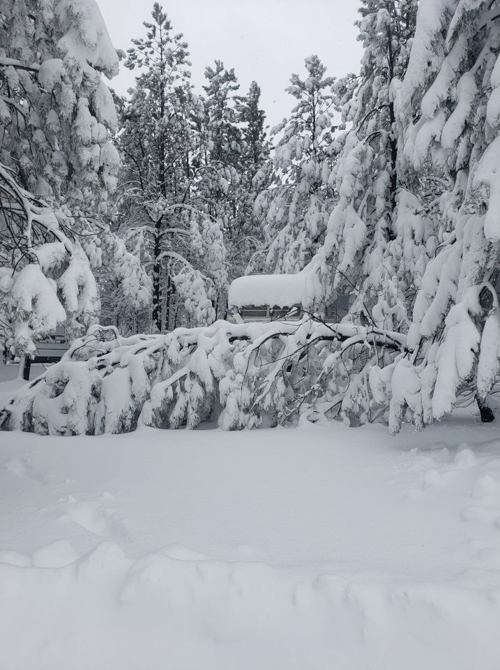 Heavy snow on pine trees, weighing them down so that some are on the ground