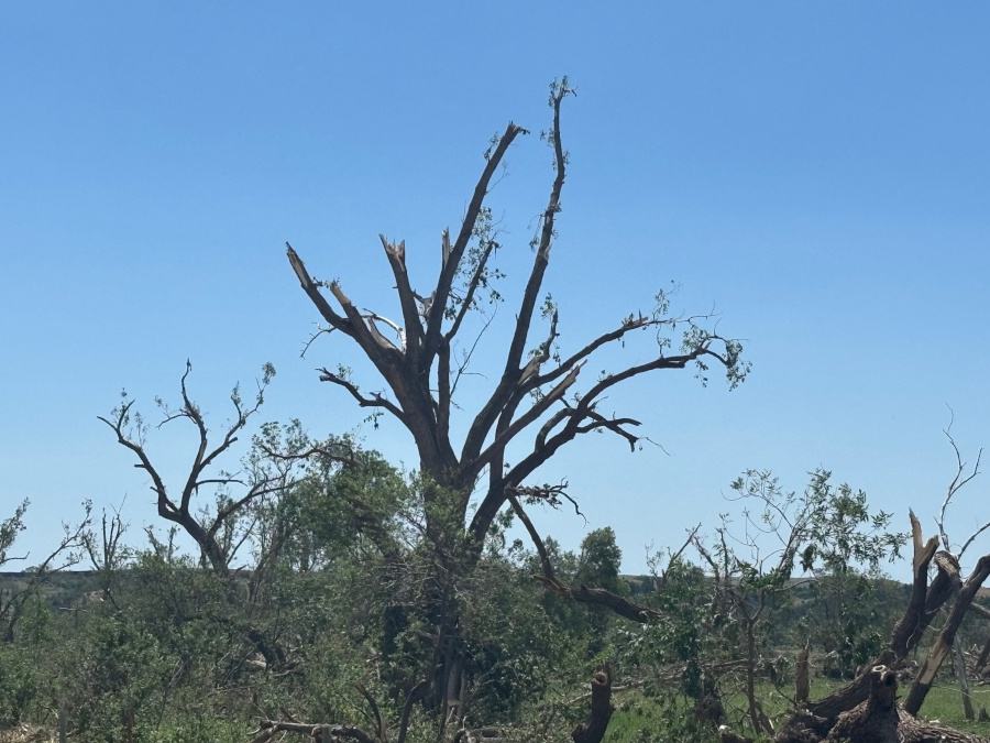 A leafless, damaged tree with broken branches stands against a clear blue sky. Other broken trees and green brush are visible in the foreground.