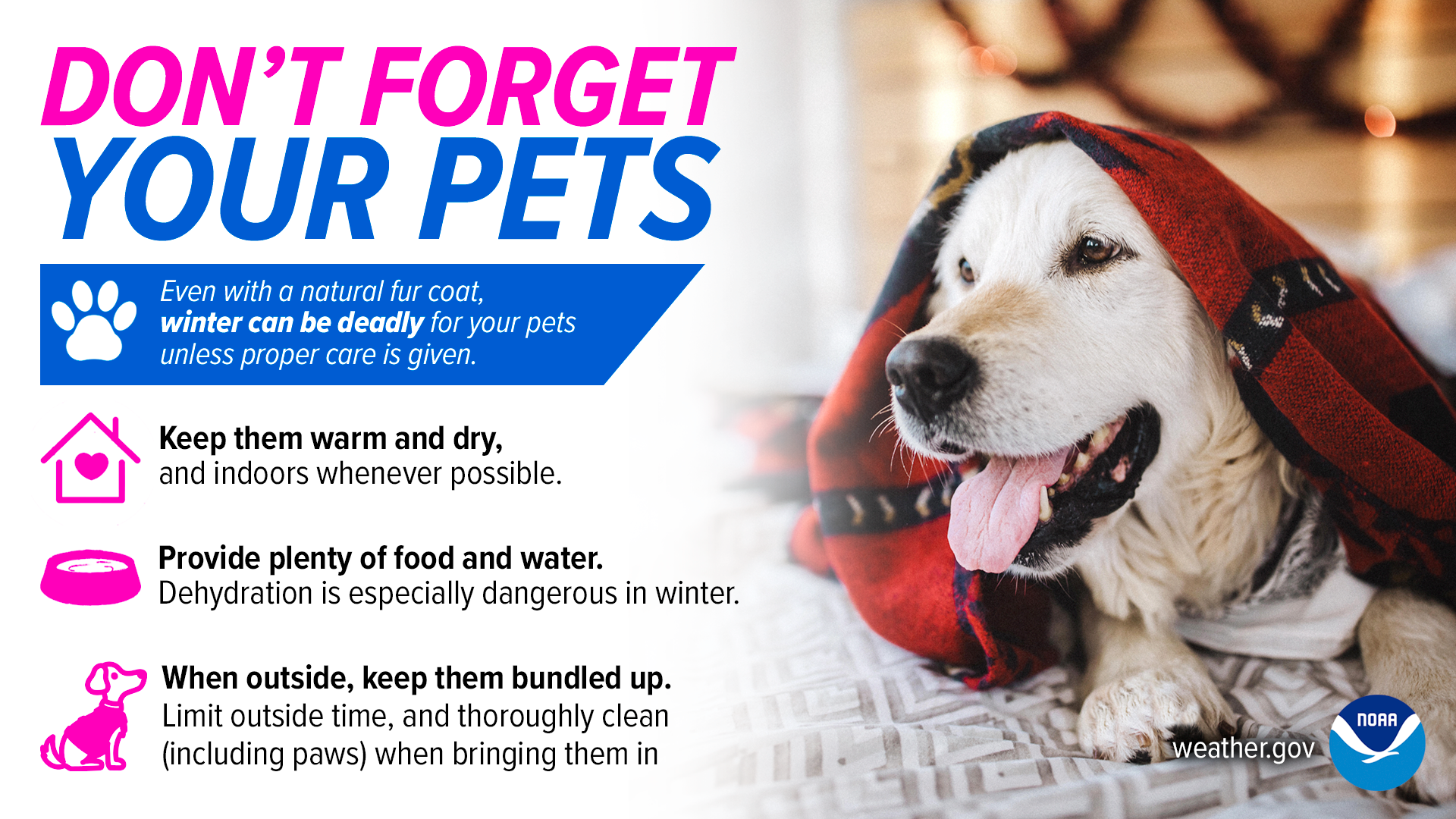 Don’t forget your pets! 
Even with a natural fur coat, winter can be deadly for your pets unless proper care is given.
Keep them warm and dry, and indoors whenever possible.
Provide plenty of food and water. Dehydration is especially dangerous in winter.
When outside, keep them bundled up. Limit outside time, and thoroughly clean, including paws, when bringing them in.

