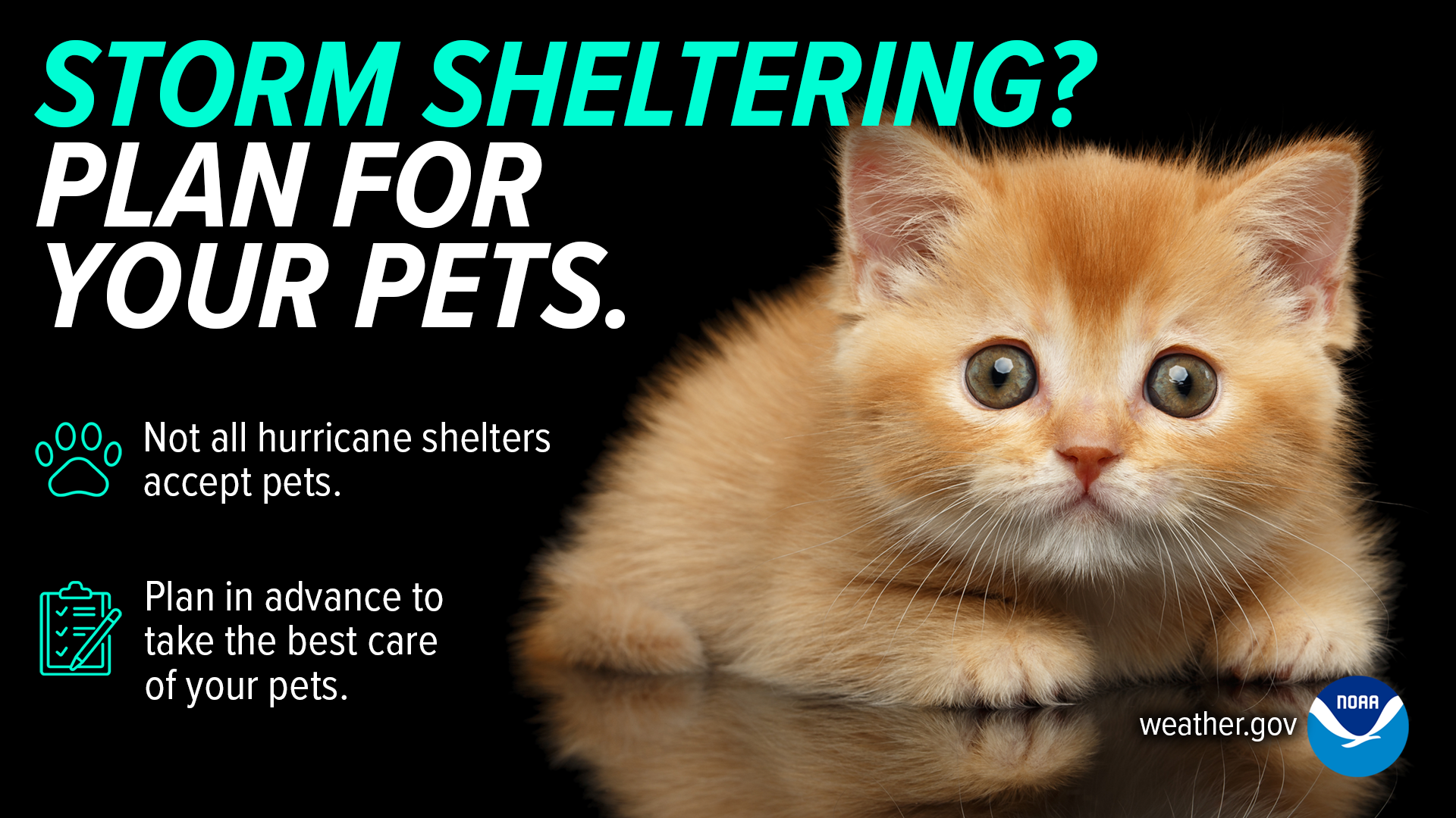 Storm sheltering? Plan for your pets. Not all hurricane shelters accept pets. Plan in advance to take the best care of your pets.