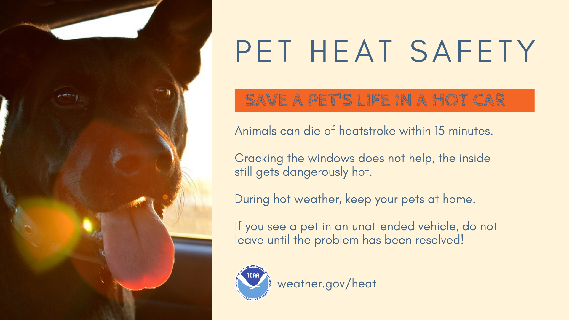 Pet Heat Safety: Save a pet's life in a hot car. Animals can die of heatstroke within 15 minutes. Cracking the windows does not help, the inside still gets dangerously hot. During hot weather, keep your pets at home. If you see a pet in an uattended vehicle, do not leave until the problem has been resolved.