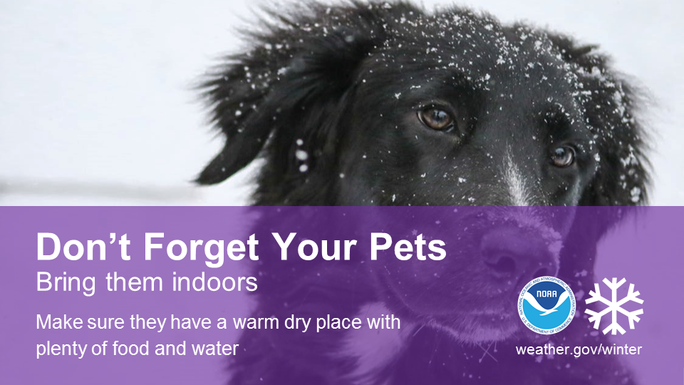 Don't forget your pets - bring them indoors. Make sure they have a warm dry place with plenty of food and water.
